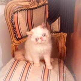 Exotic shorthair