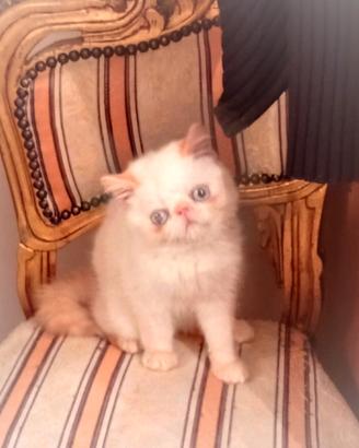 Exotic shorthair
