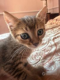 Gattina femmina tigrata Fragolina 1,5 mesi