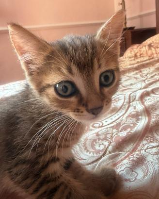 Gattina femmina tigrata Fragolina 1,5 mesi