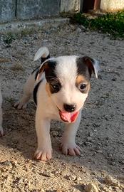 Cuccioli Jack Russel