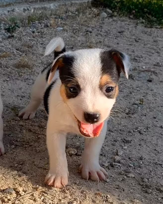 Cuccioli Jack Russel