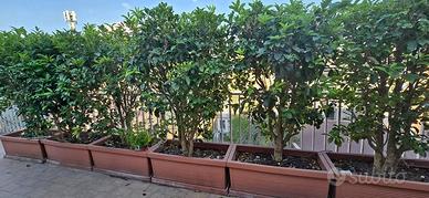 Siepe - 6 piante - OSMANTO ODOROSO