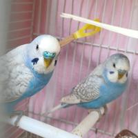 Pappagalli cocorite maschi