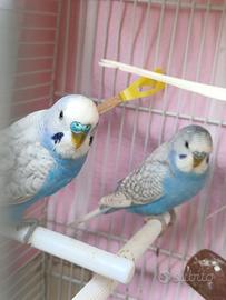 Pappagalli cocorite maschi