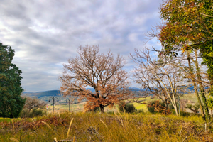 Terreno edificabile di 1.000 mq