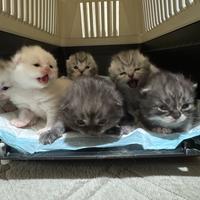 Scottish fold & straight