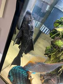 "pulitore" plecostomus 18 cm