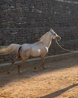 Stallone arabo
