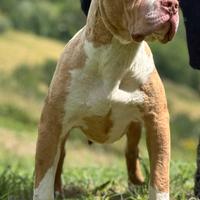 American bully XL