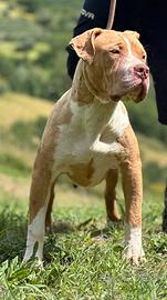 American bully XL