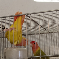 Inseparabili roseicolli