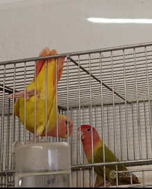 Inseparabili roseicolli