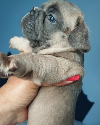 Cuccioli bulldog francese