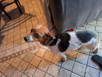 Cucciolo taglia piccola
