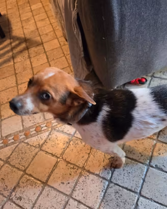 Cucciolo taglia piccola