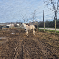 Cavalli cavalle asini pony