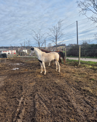 Cavalli cavalle asini pony