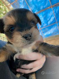Cuccioli di yorkshire terrier