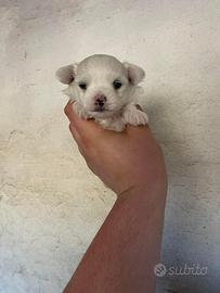 Batuffoli di maltipoo toy da borsetta