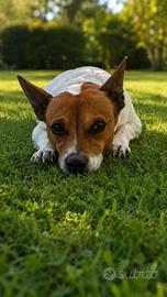 Jack russell