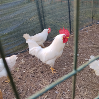 Pura Razza Livornese