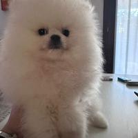 Volpino di Pomerania nano