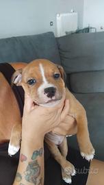 Staffordshire bull terrier