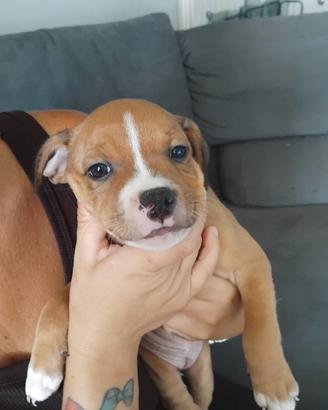 Staffordshire bull terrier