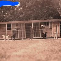 Box e recinti per cani