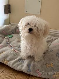 Maltese MiniToy