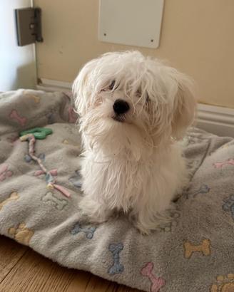 Maltese MiniToy