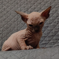 Cuccioli di sphynx