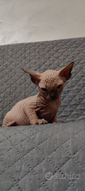 Cuccioli di sphynx