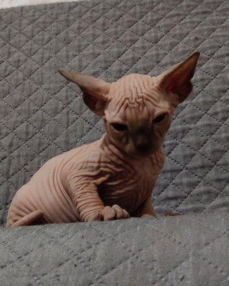 Cuccioli di sphynx