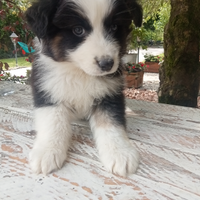 Border collie