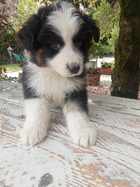 Border collie