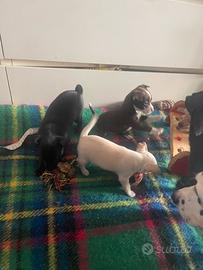 Pinscher chiwawa mini toy