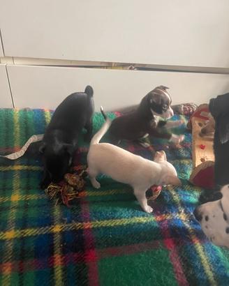Pinscher chiwawa mini toy