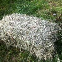 Fieno di prato comune 2025