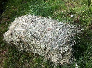 Fieno di prato comune 2025