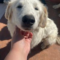 Cagnolina trovatella