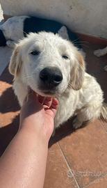 Cagnolina trovatella