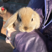 SOS missione coniglietti