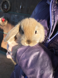 SOS missione coniglietti