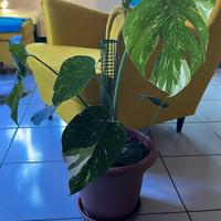 talee e piante in vaso monstera thai constellation