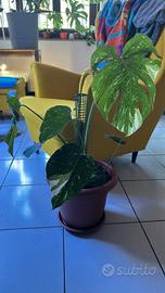 talee e piante in vaso monstera thai constellation