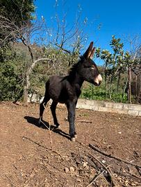 Asinella femmina di 8 mesi