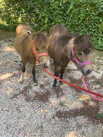 Coppia di pony