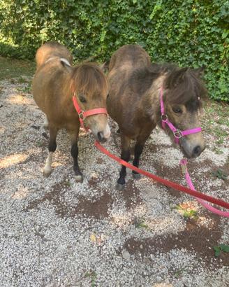 Coppia di pony
